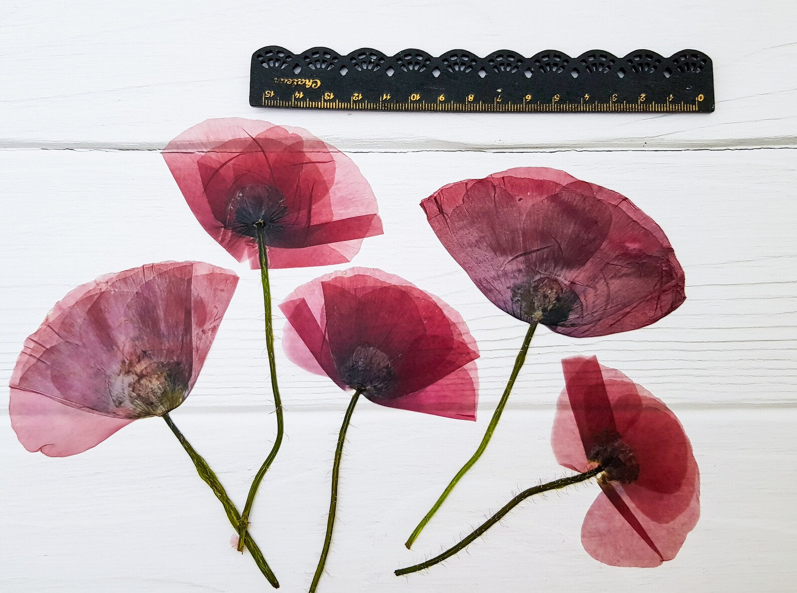 5 Pcs Dried Poppy Pressed Flowers for Resin, Real Poppy Dried Bouquet