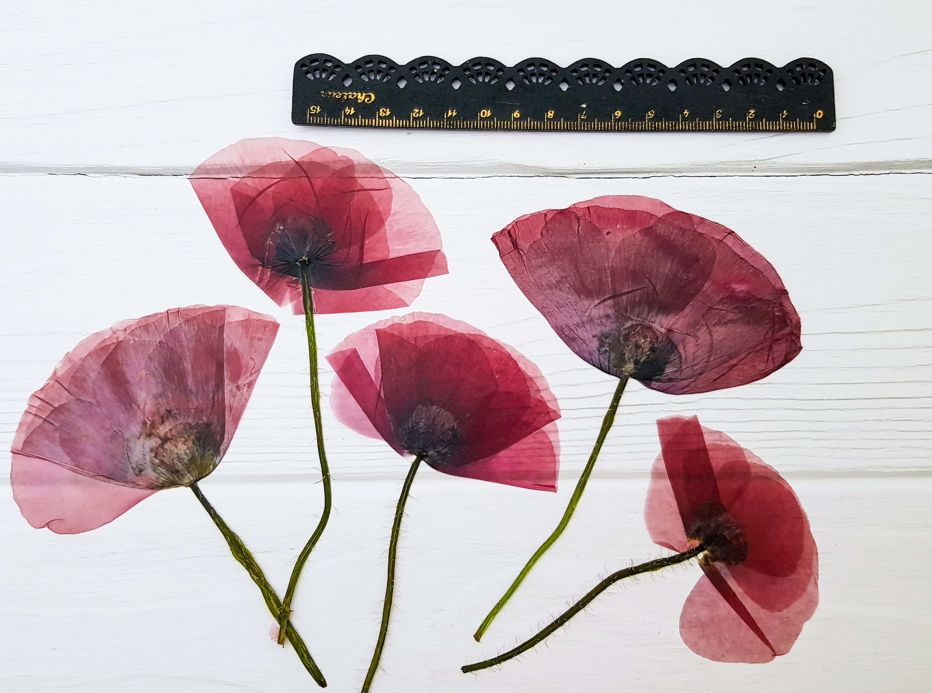 5 Pcs Dried Poppy Pressed Flowers for Resin, Real Poppy Dried Bouquet