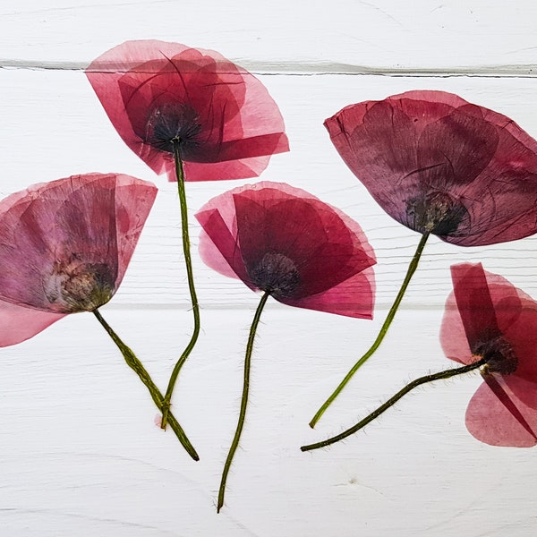 5 pcs Dried Poppy Pressed Flowers For Resin, Real Poppy Dried Bouquet, Poppies Flower Set, Wedding Invitation, Scrapbooking, Botanical Art