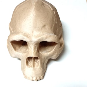 May include: A beige-colored skull sculpture with detailed facial features, including eye sockets, a nasal cavity, and a jawline. The skull is positioned against a white background, highlighting its form and texture.