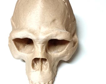 Homo Erectus Skull Replica | Peking Man Fossil | 3D Printed Educational Model