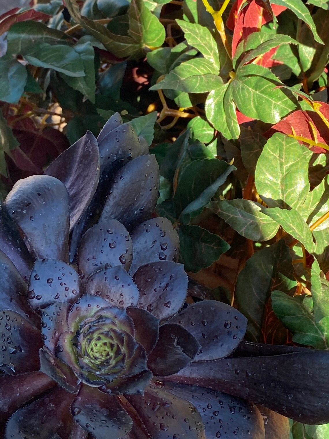 Black rose plant black succulent Aeonium arboreum Black Etsy