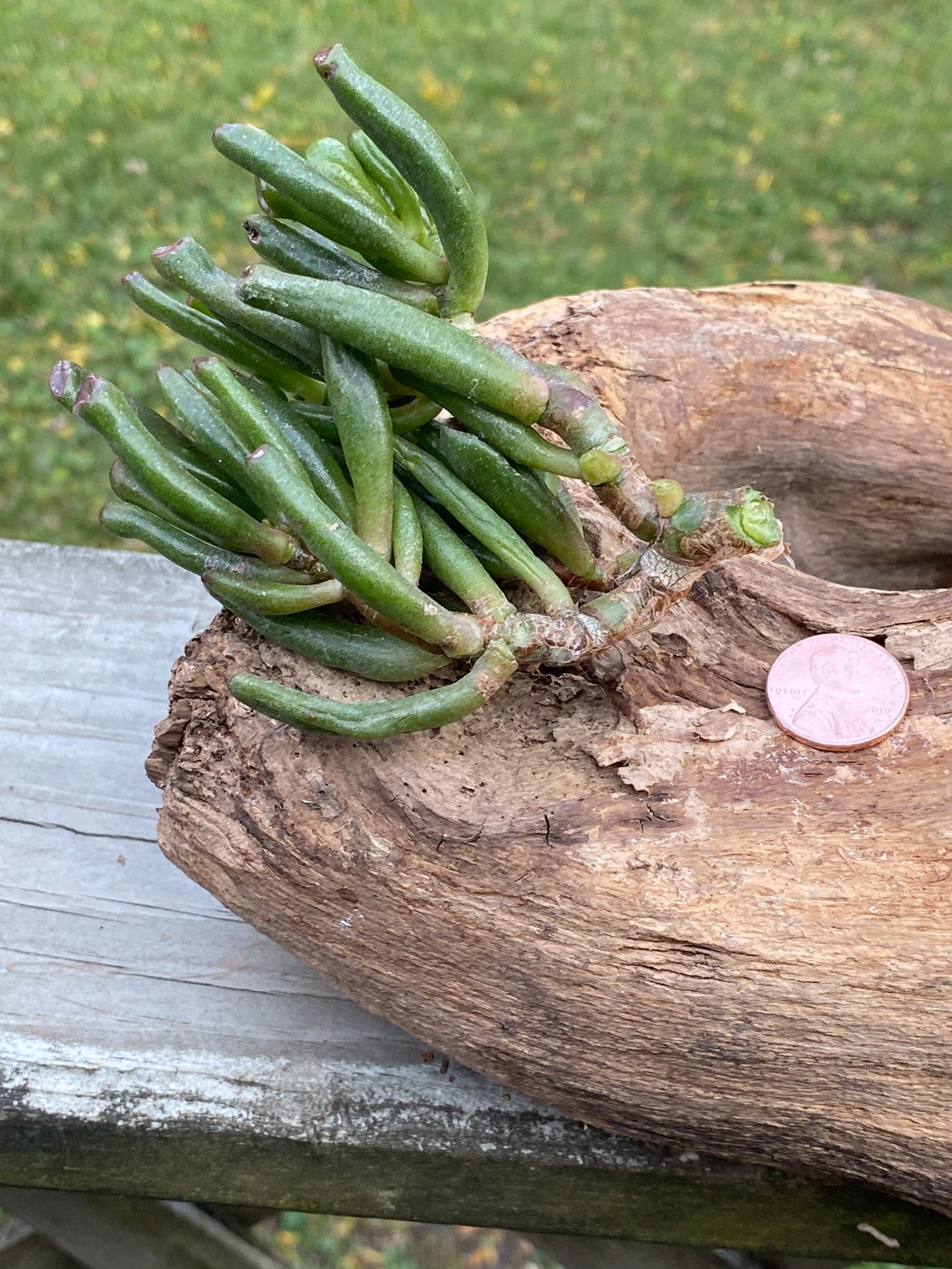 Jade plant Jade cutting Crassula cuttings Jade cutting Etsy