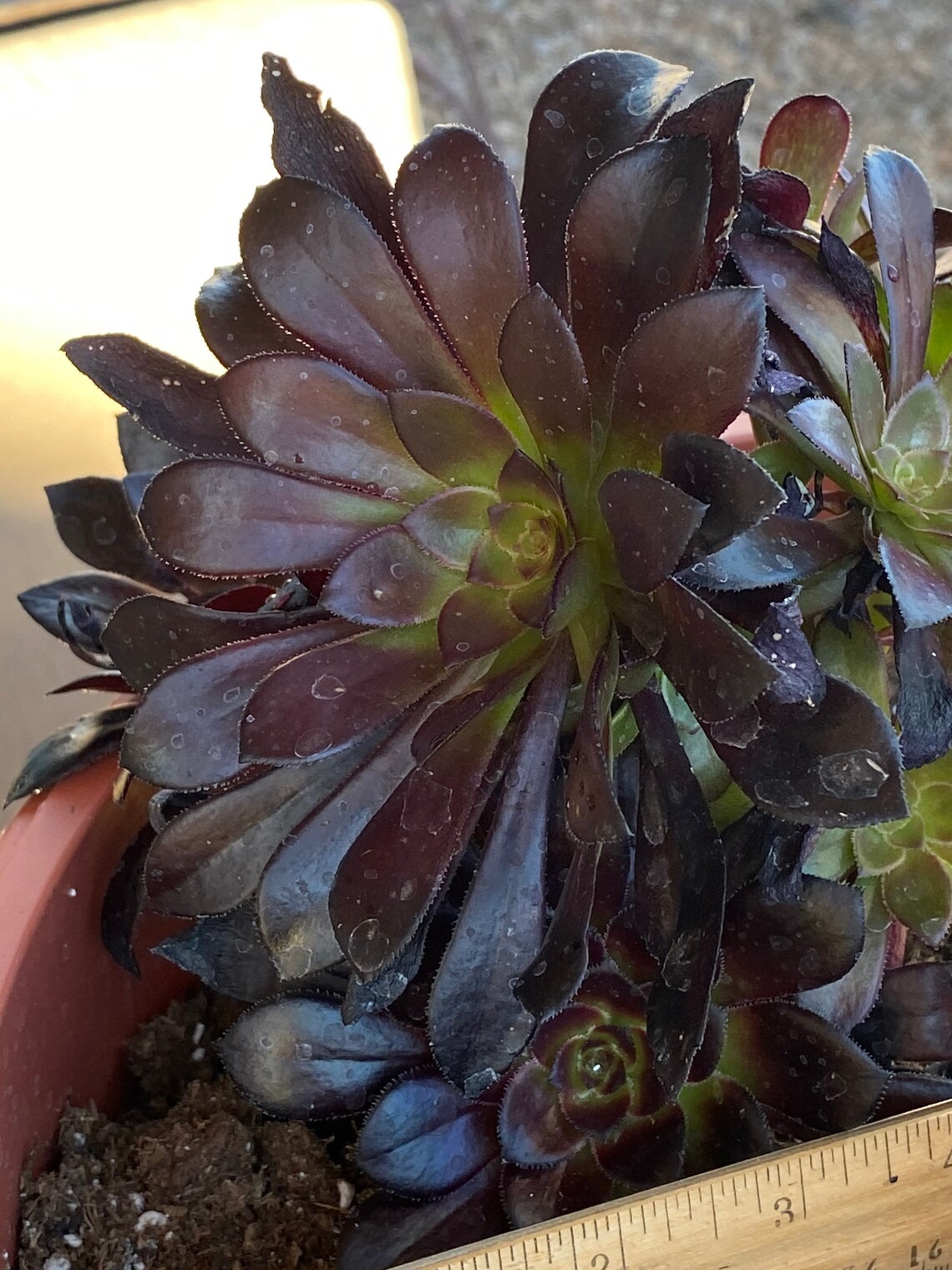 Black rose plant black succulent Aeonium arboreum Black Etsy