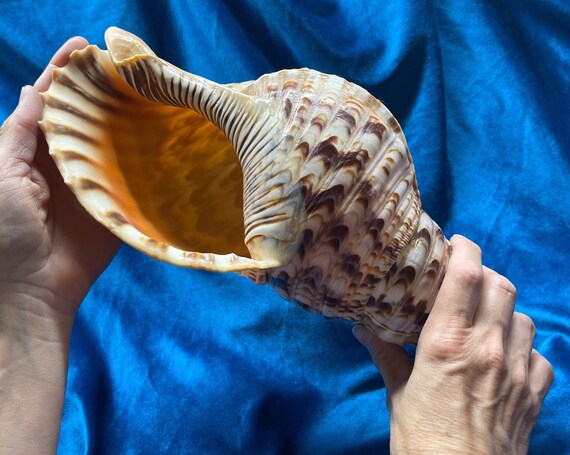 Trumpet Triton Tritons Trumpet Ammonite Jumbo museum | Etsy