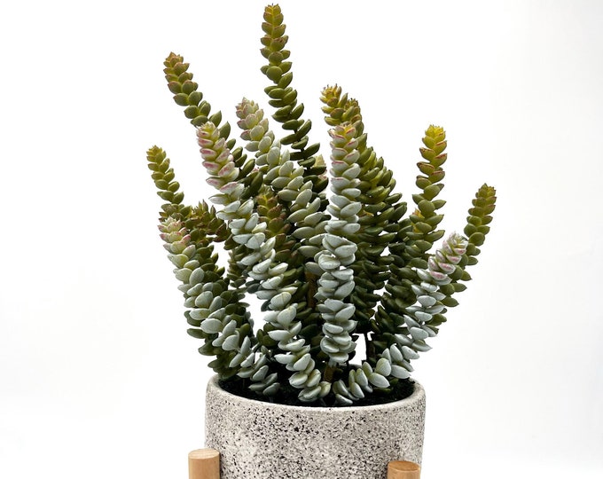 Beautiful faux succulent arrangement