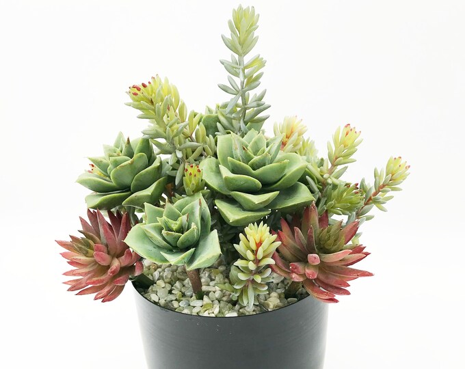Beautiful Faux Succulent Arrangement