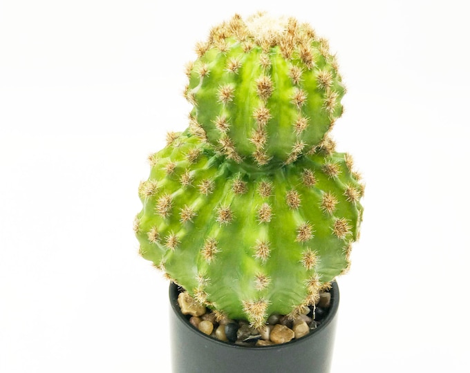 Beautiful faux cactus arrangement