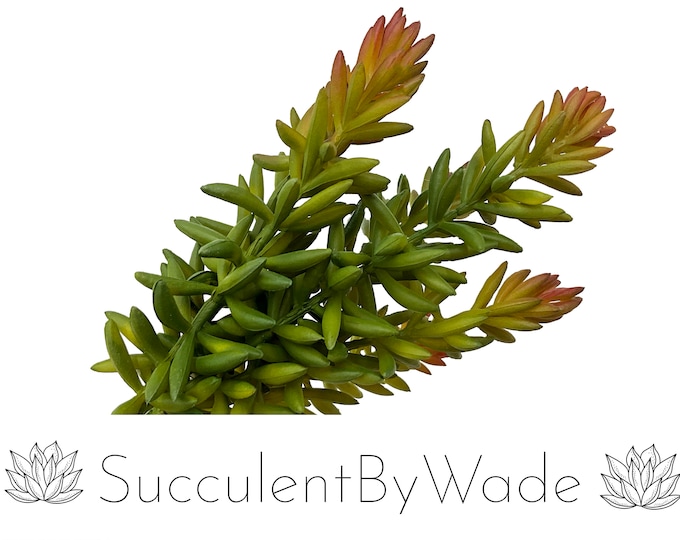 Faux Succulent Pick - Sedum