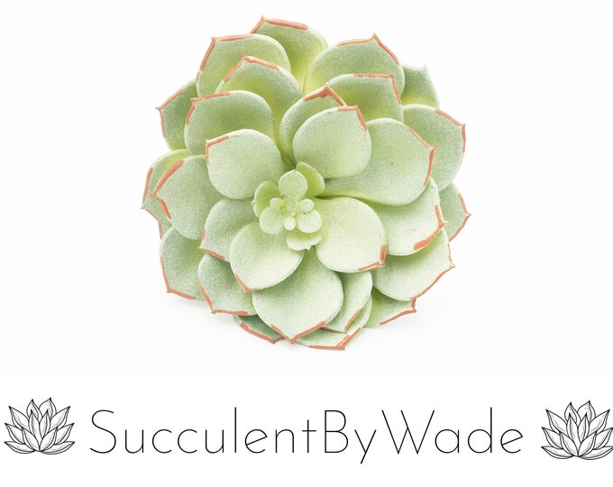 Faux Succulent Pick - Echeveria