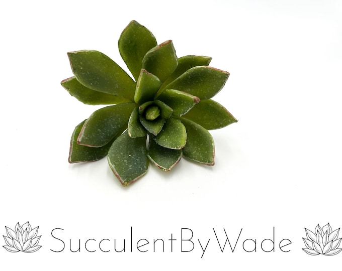 Faux Succulent Pick - Echeveria - Naturally Inspired Series
