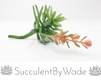 Escolha de suculentas artificiais - Aeonium