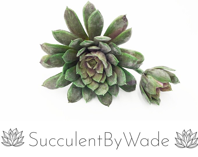Faux Succulent Pick - Echeveria