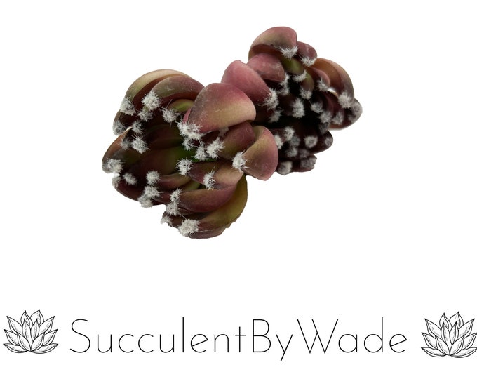 Faux Succulent Pick - Aeonium w/ fuzzy tips