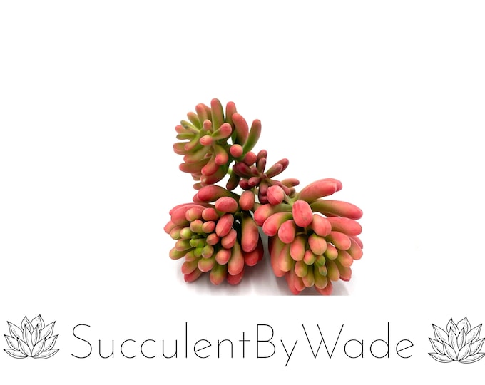 Faux Succulent Pick - Jelly Bean Pick