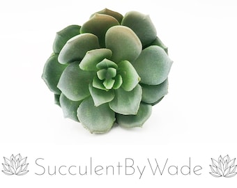 Faux Succulent Pick - Echeveria