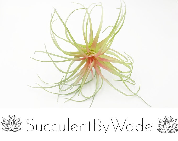 Faux Tillandsia Pick