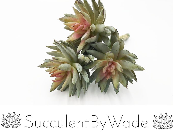 Faux Succulent Pick - Yucca
