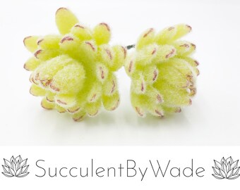 Faux Cactus Pick