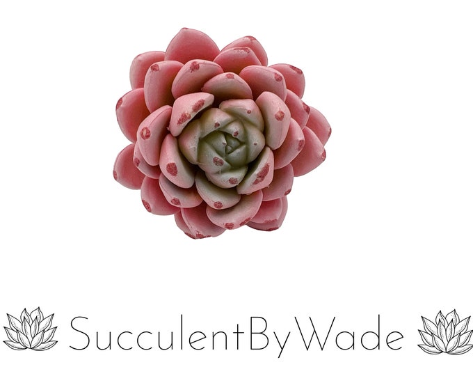 Faux Succulent Pick - Echeveria