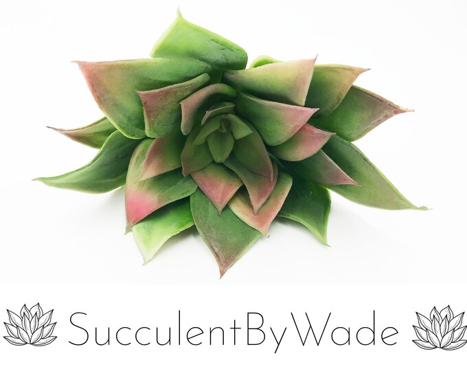 Faux Succulent Pick - Echeveria