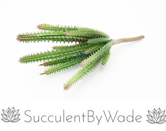 Faux Cactus Pick