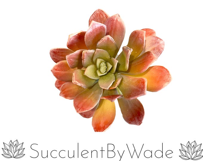 Faux Succulent Pick - Echeveria - Naturally Inspired Series