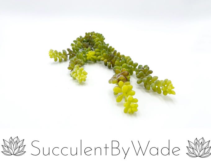 Faux Succulent Pick - String of Pearls