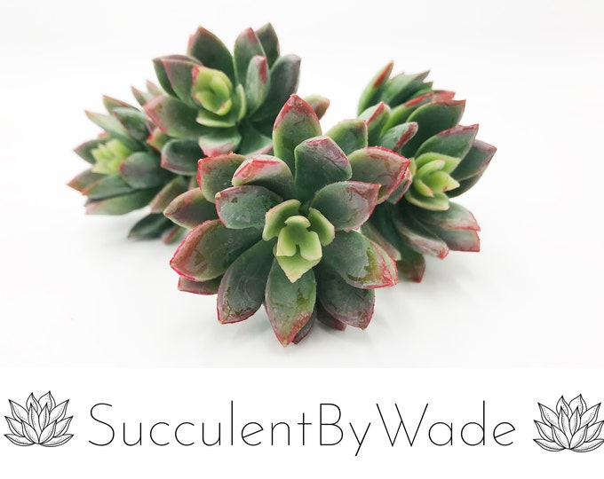 Faux Succulent Pick - Hen and Chick