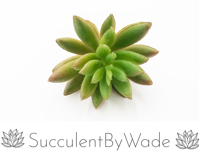 Faux Succulent Pick - Aeonium