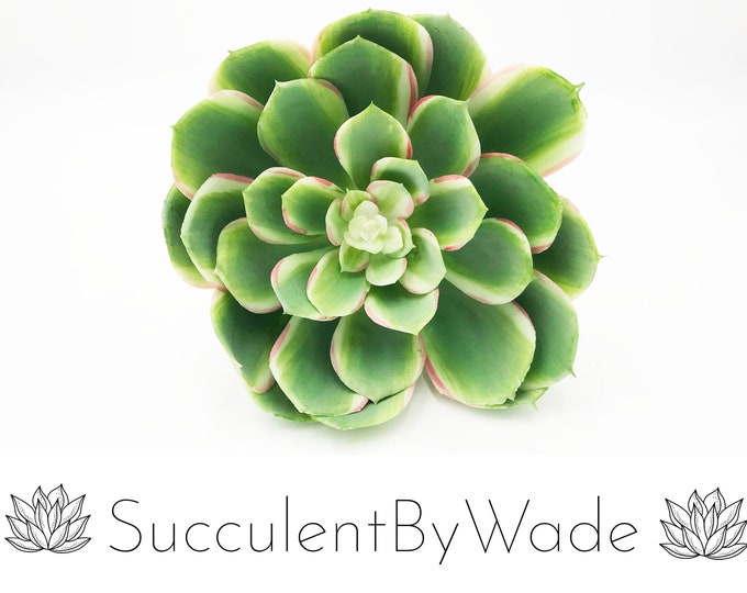 Faux Succulent Pick - Echeveria