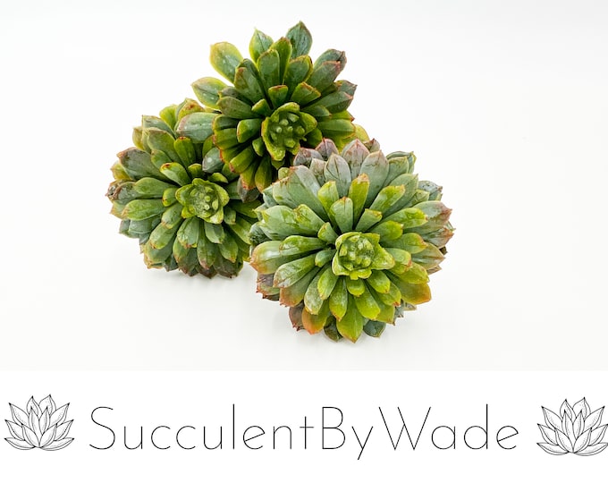 Faux Succulent Pick - Chick and Hen