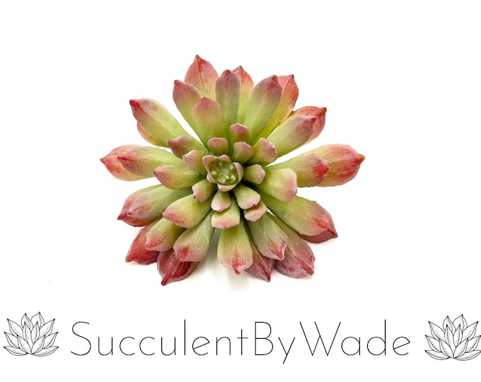 Faux Succulent Pick - Echeveria - Naturally Inspired Series