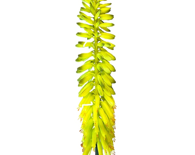 Faux Succulent Pick - Agave