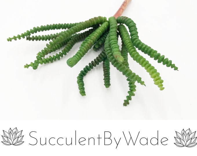 Faux Succulent Pick - String of pearls/donkey tail