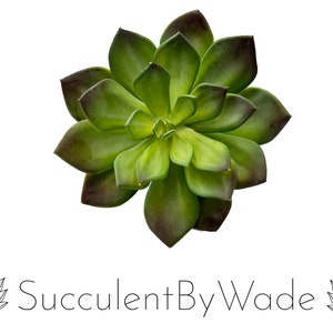 May include: A green succulent plant with dark green edges on the leaves. The plant is in a rosette shape and has a white background.