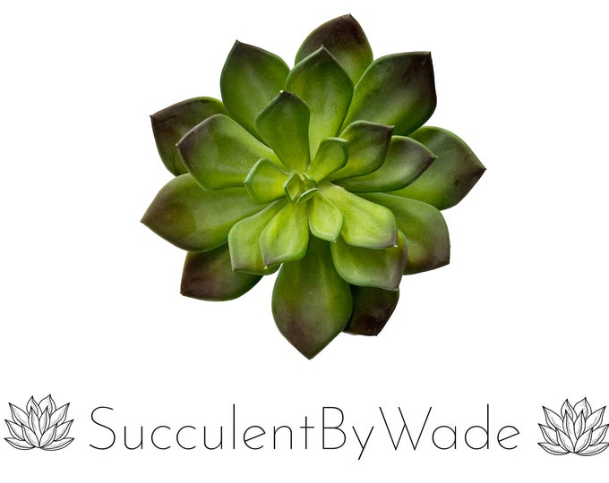 Faux Succulent Pick - Echeveria