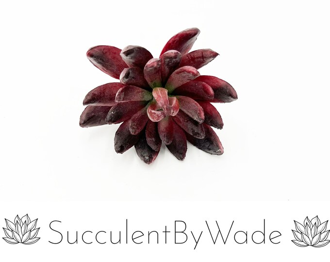 Faux Succulent Pick - Echeveria