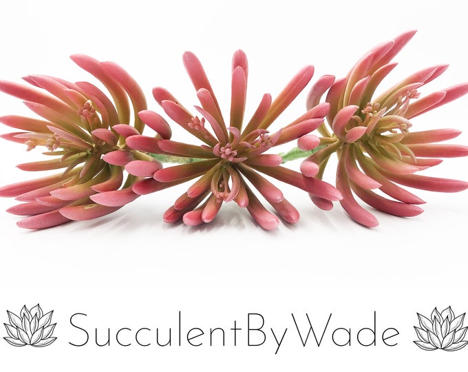 Faux Succulent Pick - Aeonium