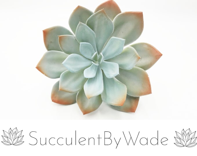 Faux Succulent Pick - Echeveria