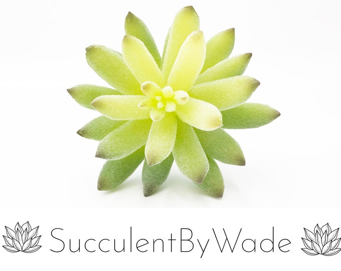 Faux Succulent Pick - Aeonium