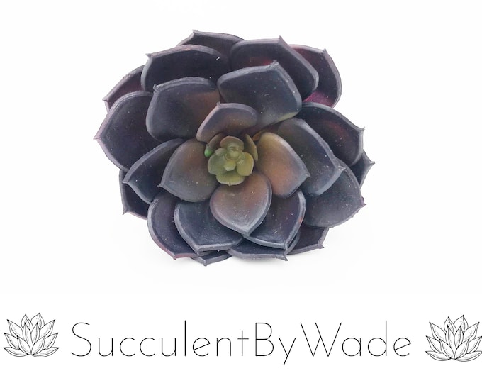 Faux Succulent Pick - Echeveria
