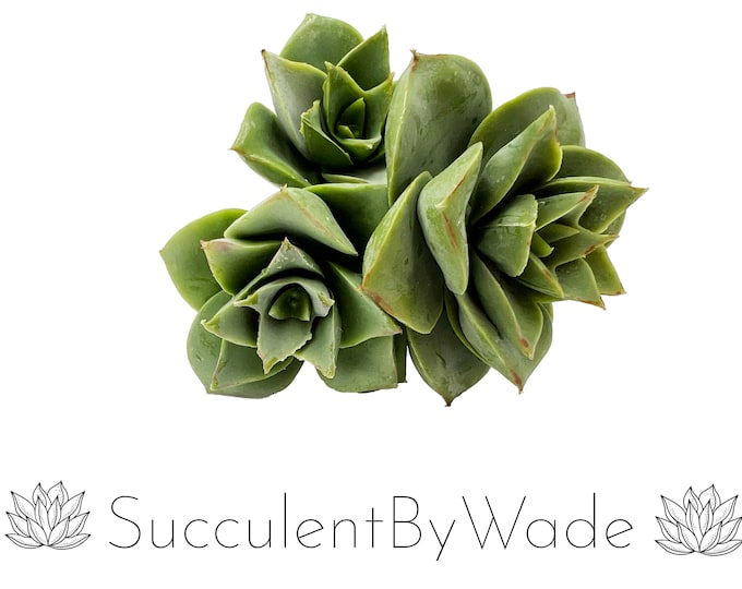 Faux Succulent Pick - Echeveria