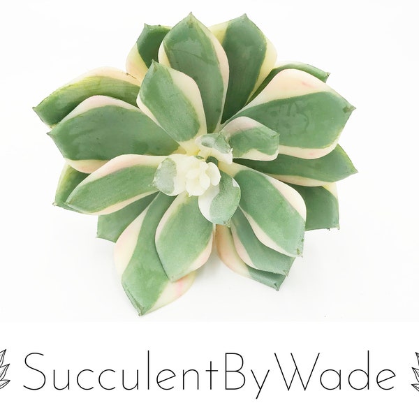 Faux Succulent Pick - Echeveria