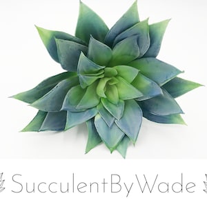 Op de afbeelding: Een blauwgroene succulent met meerdere lagen bladeren. De plant is gerangschikt in een rozetvorm.