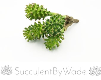Faux Cactus Pick - Drumstick Cactus