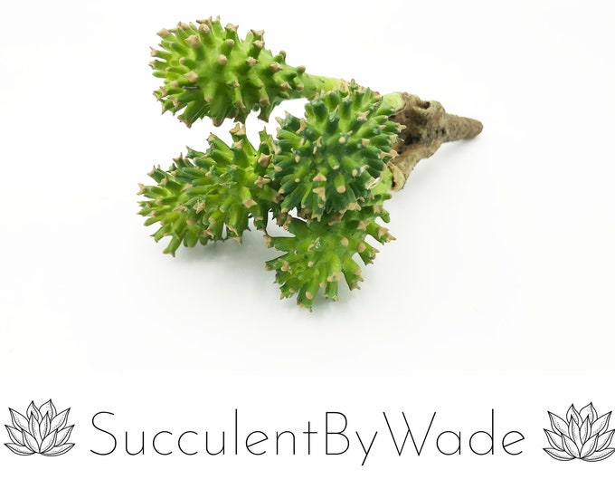 Faux Cactus Pick - Drumstick Cactus