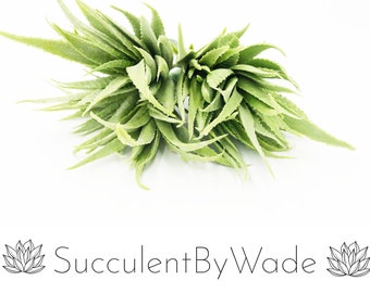 Imitat-Aloe-Pick