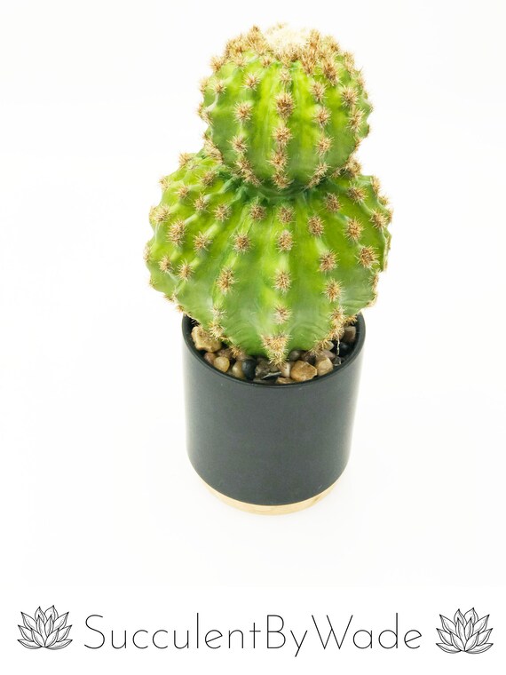gummibaum produkt SPECIAL OFFER Groer Gummibaum, 100cm  Green Me Up