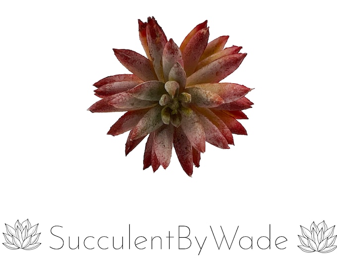 Faux Succulent Pick - Echeveria